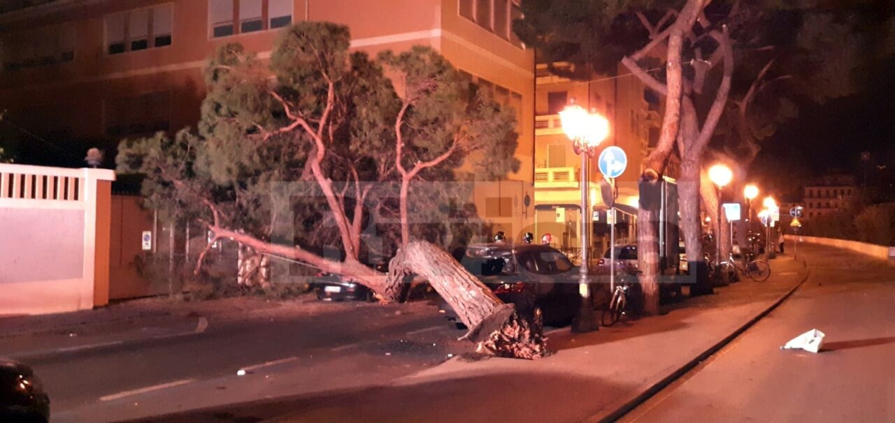 Crolla un pino in via Nino Bixio paura a Sanremo, tre auto danneggiate