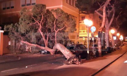Crolla un pino in via Nino Bixio paura a Sanremo, tre auto danneggiate