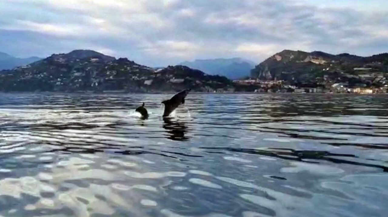 Branco di delfini improvvisa uno show al largo di Ventimiglia