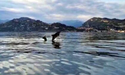 Branco di delfini improvvisa uno show al largo di Ventimiglia