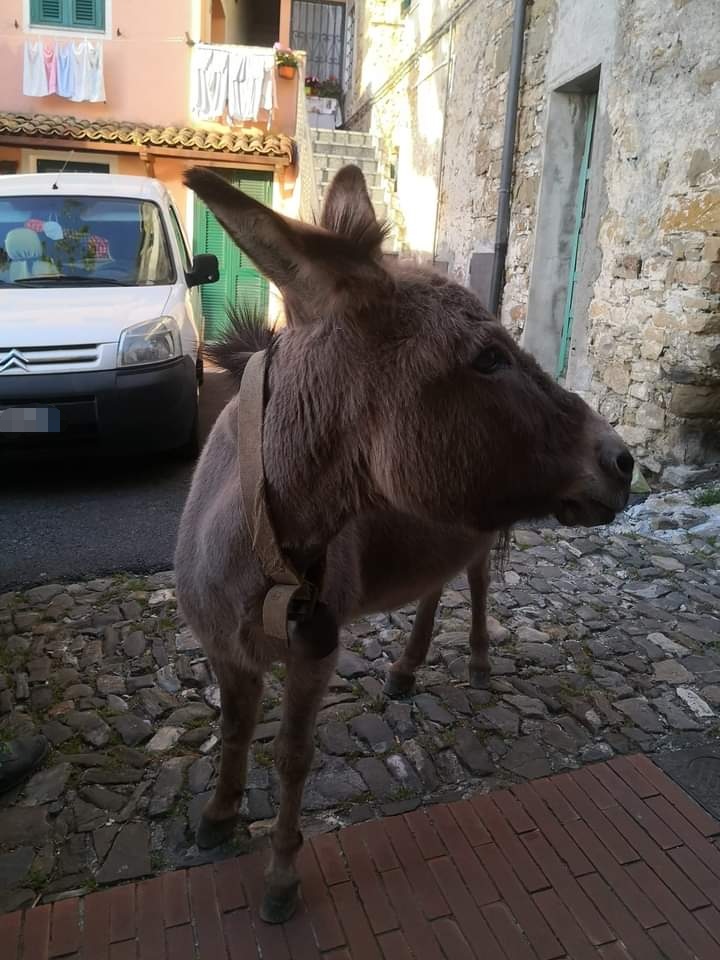 Asino passeggia per le vie del paese