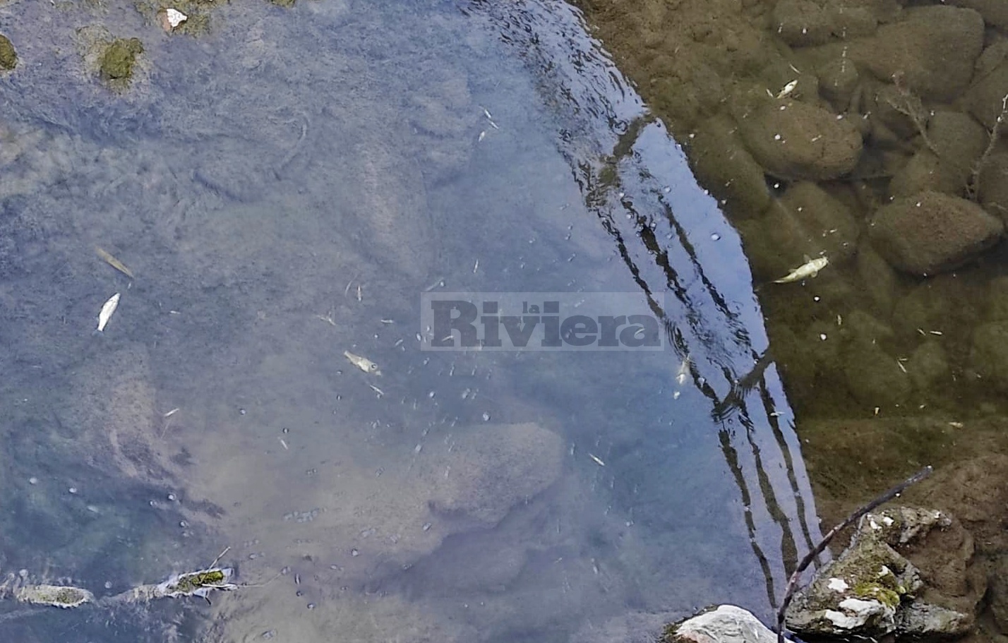 Pesci morti inquinamento torrente Verbone San Biagio della cima