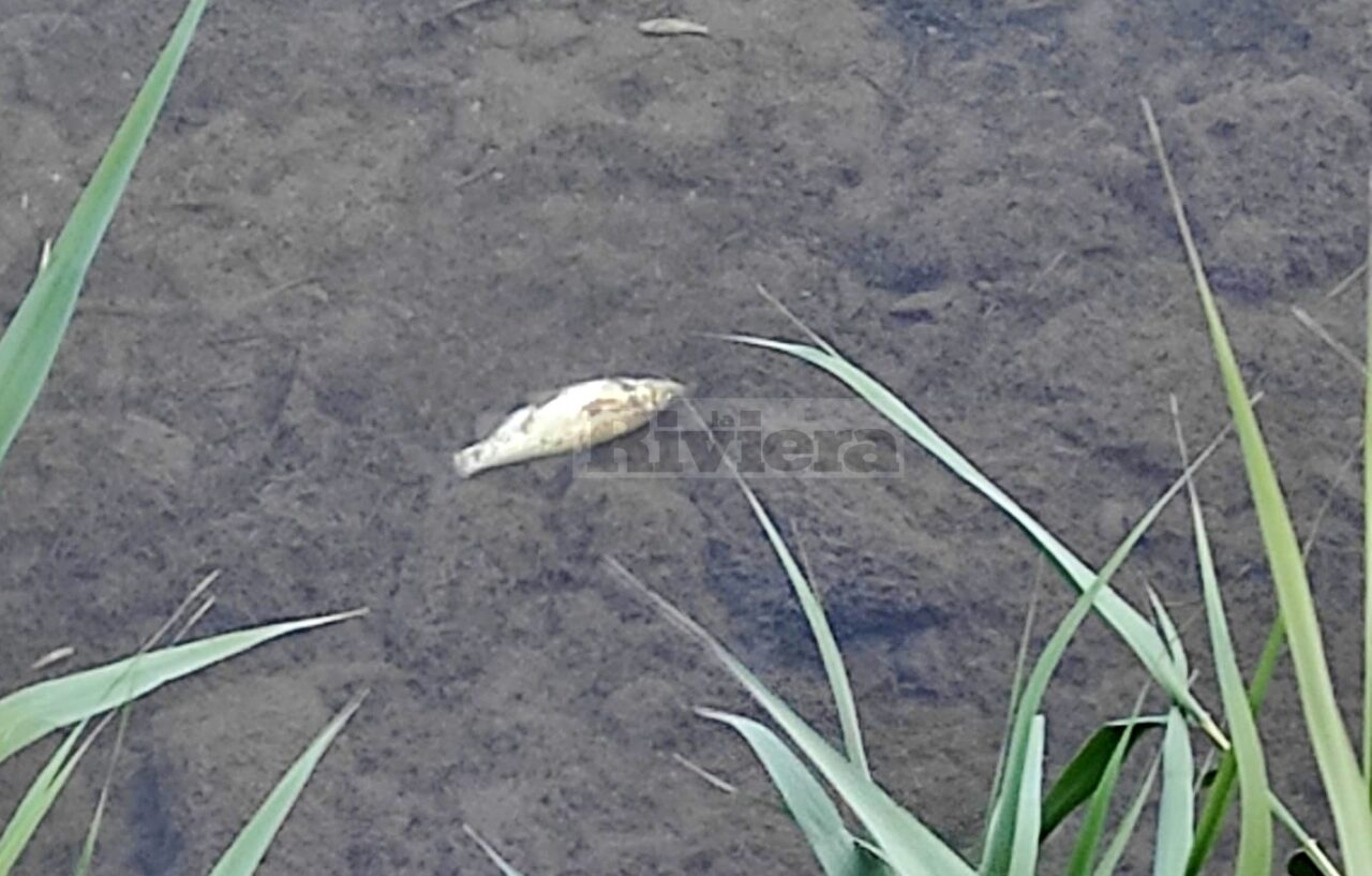 Decine di pesci morti nel torrente: si indaga per inquinamento