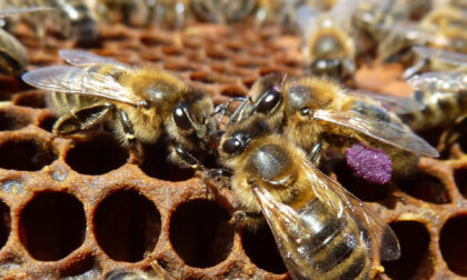 L’ape nera del Ponente ligure è un nuovo Presidio Slow Food