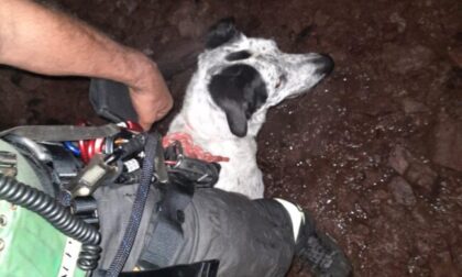 Cane cade in un pozzo, recuperato incolume