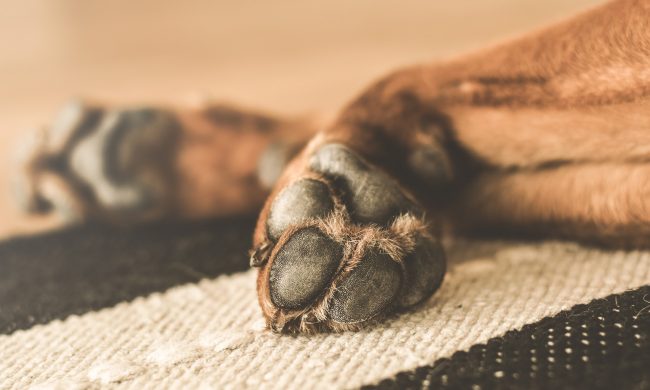 Ultimo appuntamento per la microchippatura gratuita dei cani
