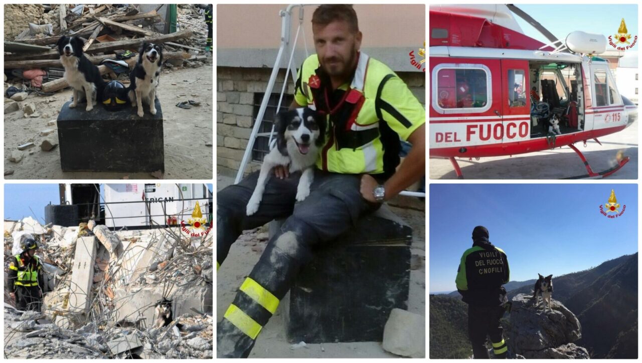 Addio a Canada il cane dei vigili del fuoco che salvò parecchie vite sotto le macerie