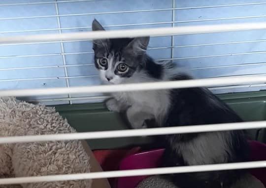 Micina intrappolata nel motore di un’auto a Sanremo salvata dopo cinque ore