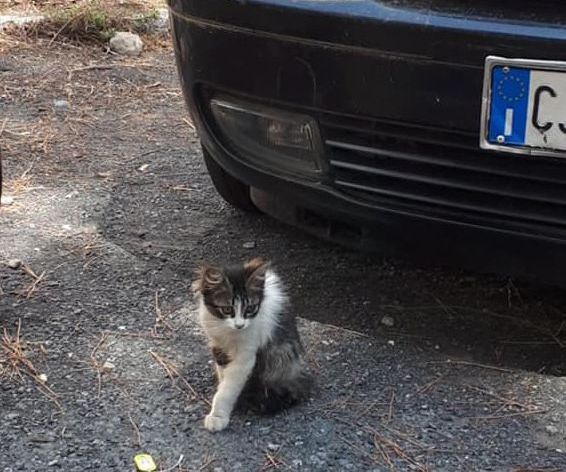 Gatto micio Macchietta lega del gattino Borgo tinasso intrappolato motore_02