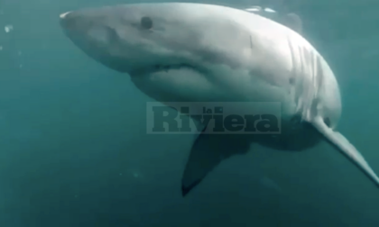 Avvistato un squalo nelle acque di capo Ampelio, ma il video è un fake