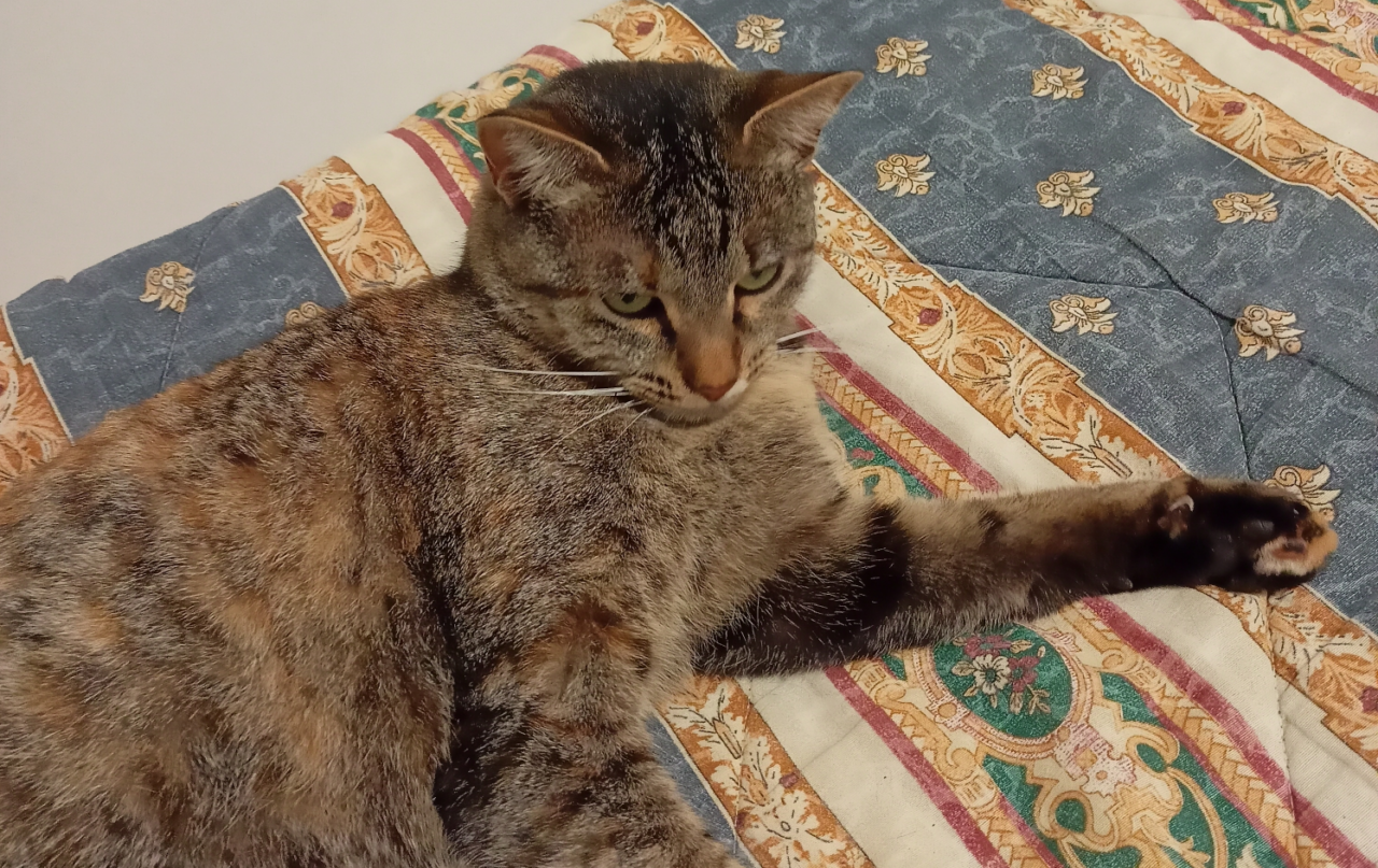 Chi ha visto questa gattina? L’appello