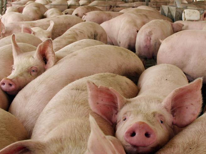 Rischio peste suina africana: sindaco ordina sgombero allevamento abusivo maiali