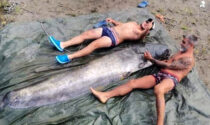 Sul fiume Adda si pescano "mostri": pesci siluro lunghi oltre due metri
