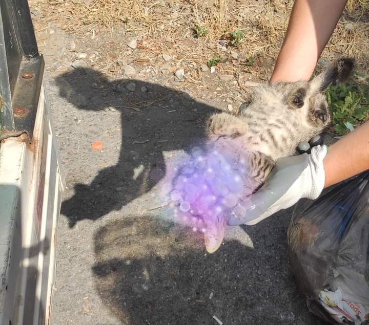 Allarme a Taggia, almeno cinque gatti avvelenati