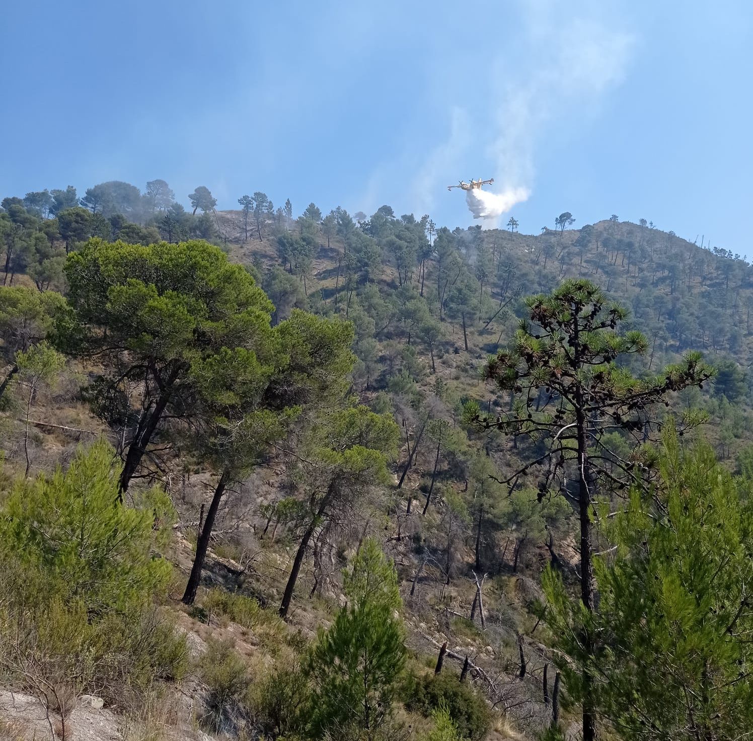 Incendio boschivo Olivetta Airole aogsto 2021_05