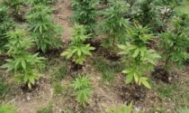 Sequestrate circa 1000 piante di marijuana in un bosco dell'Imperiese