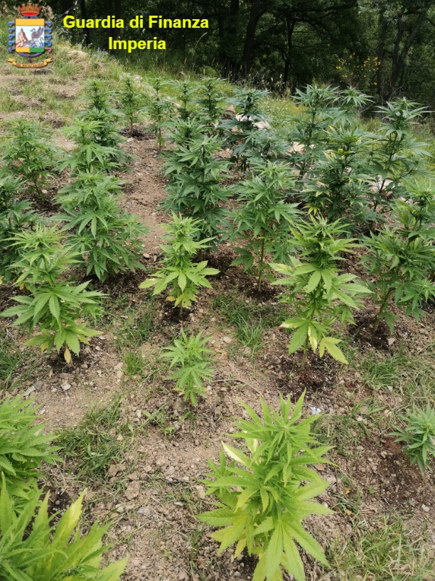 Sequestrate circa 1000 piante di marijuana in un bosco dell’Imperiese