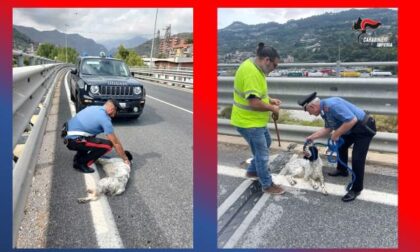 Cane vaga sul cavalcavia. Recuperato dai Carabinieri