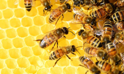 Addio a un vaso di miele su quattro per il clima pazzo degli ultimi mesi
