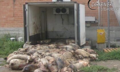 Allevamento teneva carcasse di maiali nelle stalle e le dava come cibo agli altri animali