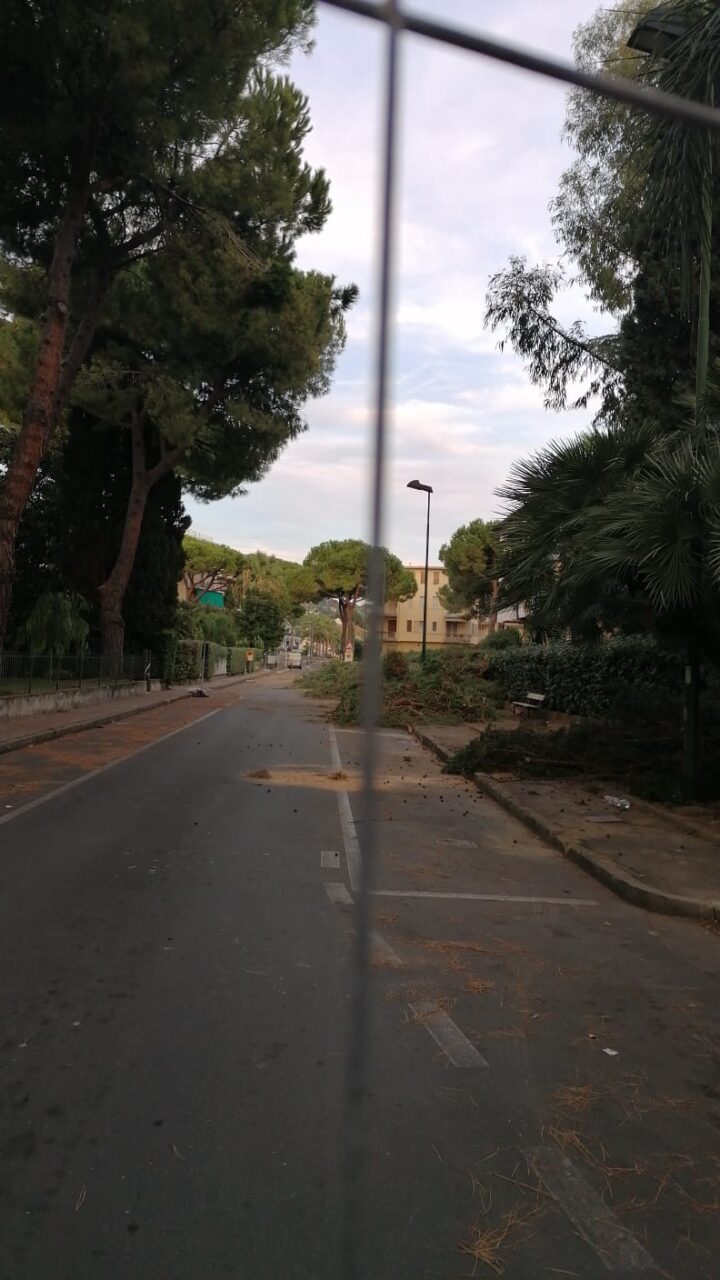 Pini abbattuti a Bordighera ” Per l’agronomo erano in salute”