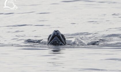 Avvistato un raro esemplare di tartaruga liuto al largo della costa di Ponente