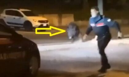 Ancora incidenti fra auto e cinghiali (e c'è chi si ruba pure la carcassa...)