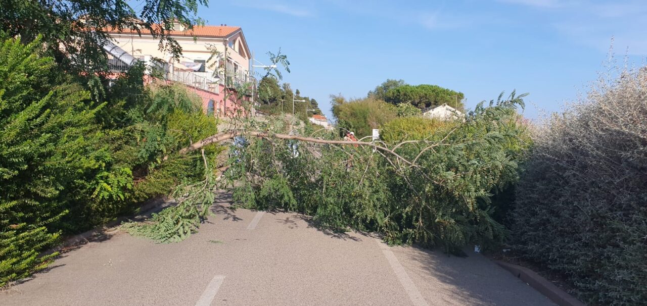 Albero si abbatte sulla ciclabile a Sanremo
