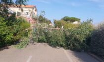 Albero si abbatte sulla ciclabile a Sanremo