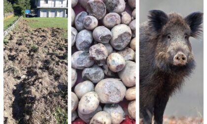 Liguria invasa da 40mila cinghiali. Lo sfogo del titolare di un'azienda agricola, ultima vittima degli ungulati