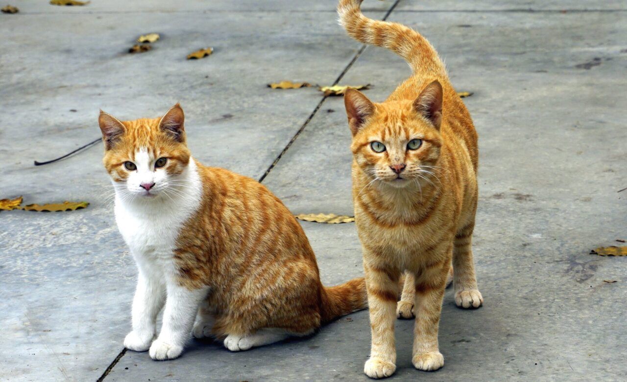 Rinnovata convenzione tra Comune e “Lega del Gattino”