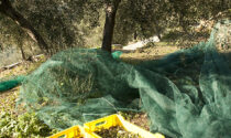 Nel 2022 olive di ottima qualità ma poco più del 50% di potenziale produzione