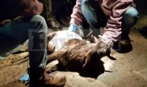 Abbattuta la capretta gettata viva in un cassonetto a Bordighera
