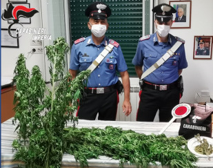Arrestata donna di 62 anni che curava una piantagione di marijuana