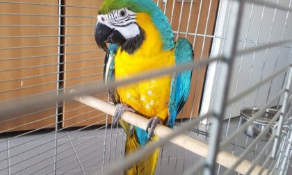 Ritrovato a Sanremo un pappagallo "ara ararauna" a rischio di estinzione