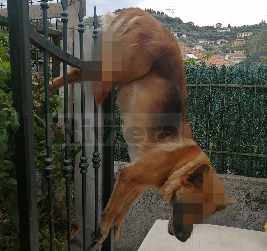 Vigili del fuoco salvano cane infilzato nell’asta del cancello di una villa