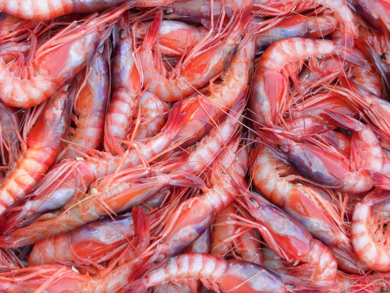 Pesca del gambero prorogata al  31 dicembre