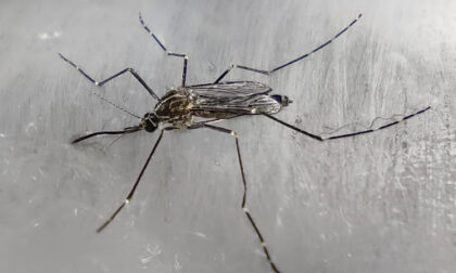 Il Comune ordina la disinfestazione dopo il caso di Chikungunya