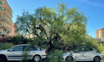 Albero crolla su due auto, tragedia sfiorata a Ventimiglia