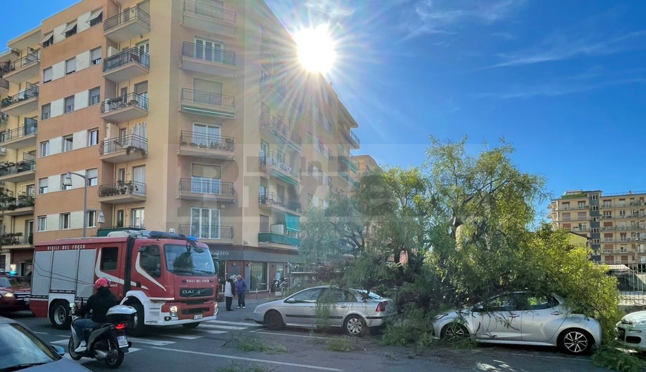 Albero crollato su auto a Ventimiglia _02