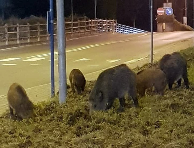 Un branco di cinghiali “banchetta” nei giardini di Camporosso. Video