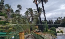 Crollata una palma in Arziglia a Bordighera a causa delle forti raffiche di vento