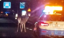 A tutta velocità sulla Statale, la polizia ferma... un cervo