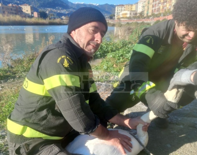Cigno ingoia lenza con un amo e rischia di morire, lo salvano i vigili del fuoco