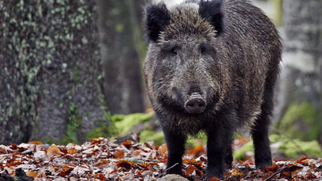 Uomo ferito da un cinghiale davanti al Carrefour