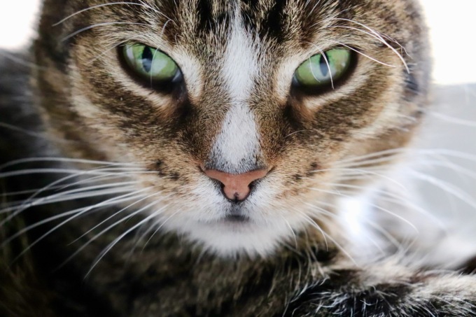 Gatto resta incastrato nel termosifone, lo salvano i vigili del fuoco