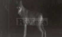Avvistato un presunto lupo sulle alture di Dolceacqua: la foto