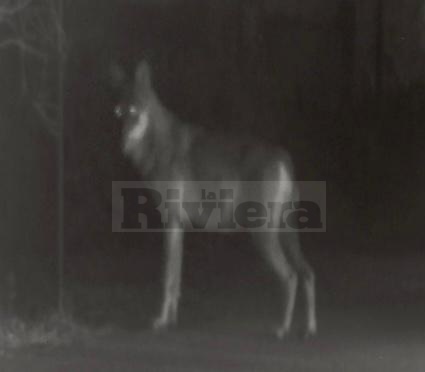 Avvistato un presunto lupo sulle alture di Dolceacqua: la foto