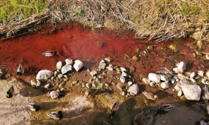 L'acqua del rio Borghetto a Bordighera si è tinta di rosso