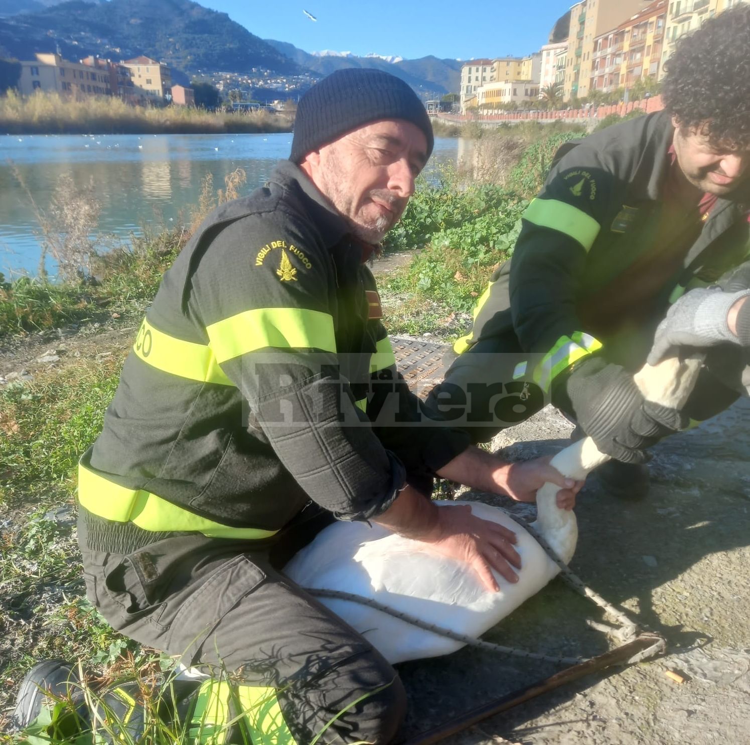 Vigili del fuoco cigno foce fiume Roya Ventimiglia
